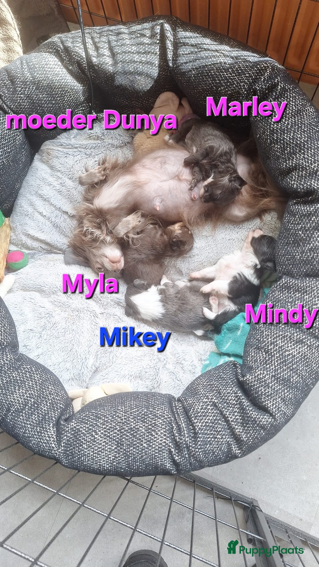 Chihuahua honden Geweldig mooie chihuahua pups met FCI stamboom - Advertentie 13