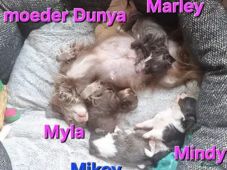 Chihuahua honden Geweldig mooie chihuahua pups met FCI stamboom - Advertentie 13