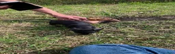 Dwergteckel honden te koop: Dwergteckel Korthaar pups België - Advertentie 4