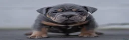 Amerikaanse Bully honden te koop: American Bully pocket pups verwacht  in Amsterdam - Advertentie 20