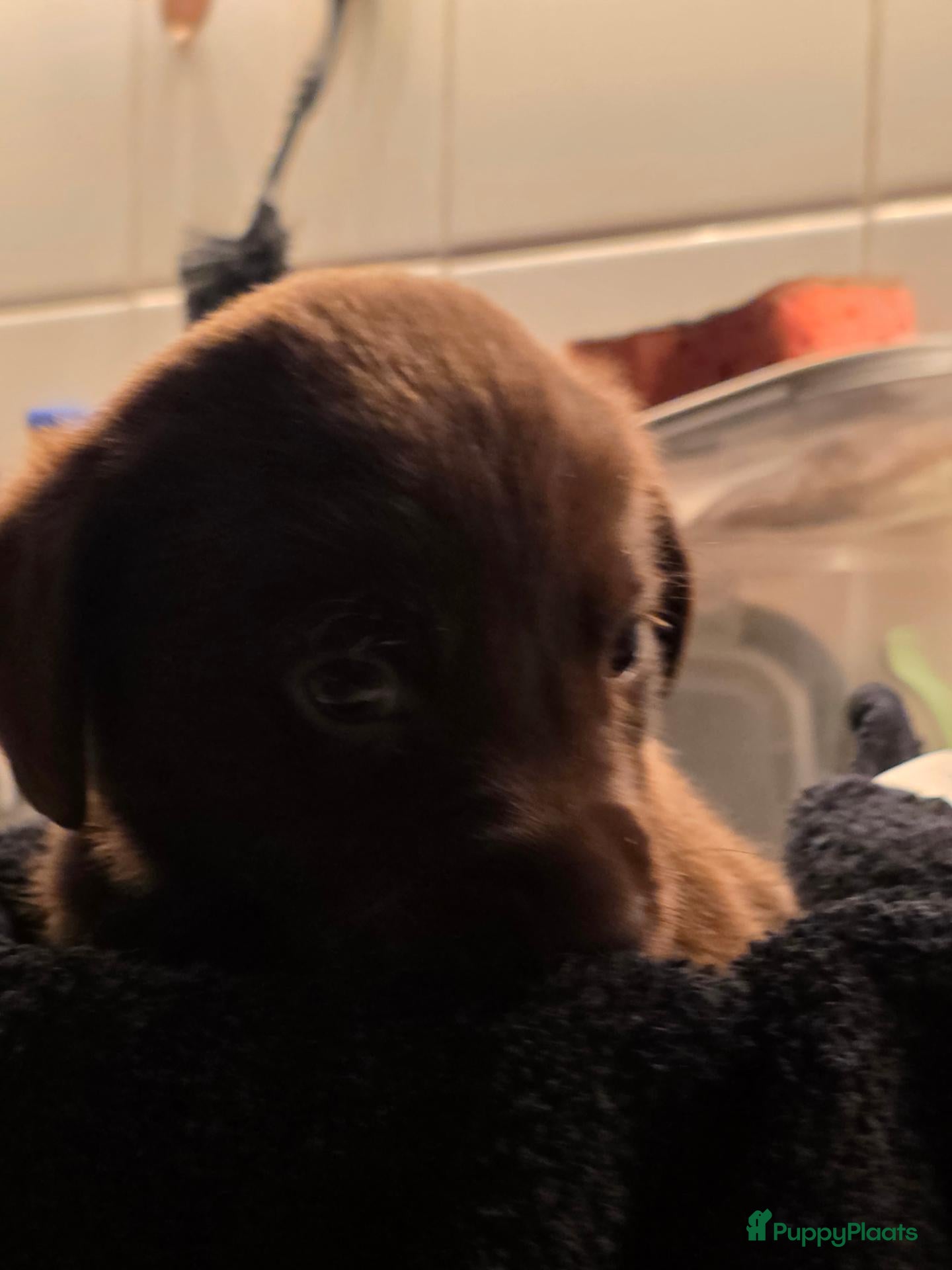 Labrador Retriever honden 6 mooie raszuiver labrador pups - Advertentie 2