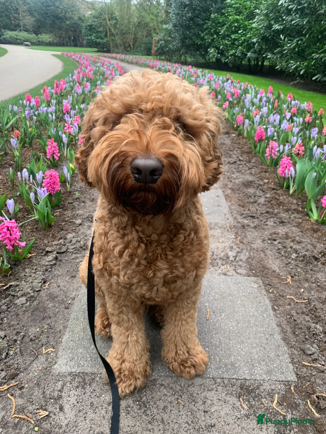 Australian Labradoodle honden ter dekking: Australian Labradoodle dekreu – volledig getest - Advertentie 9