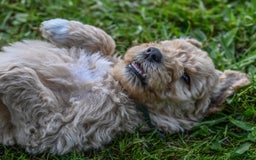 Labradoodle honden te koop: Labradoodle F4 pups te koop! 🐶 in Balkbrug - Afbeelding 4