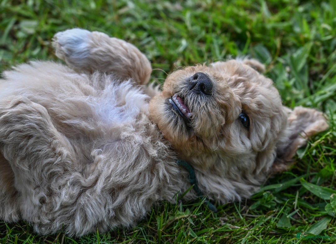 Labradoodle honden te koop: Labradoodle F4 pups te koop! 🐶 in Balkbrug - Afbeelding 4