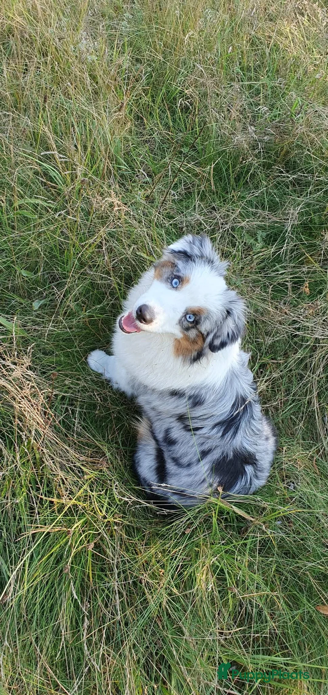 Miniature American Shepherd honden te koop: Mini Aussie (Miniature American Shepherd) - Advertentie 10