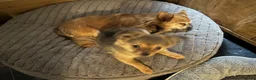 Pomchi honden te koop: Pomchi reutje. - Advertentie 4