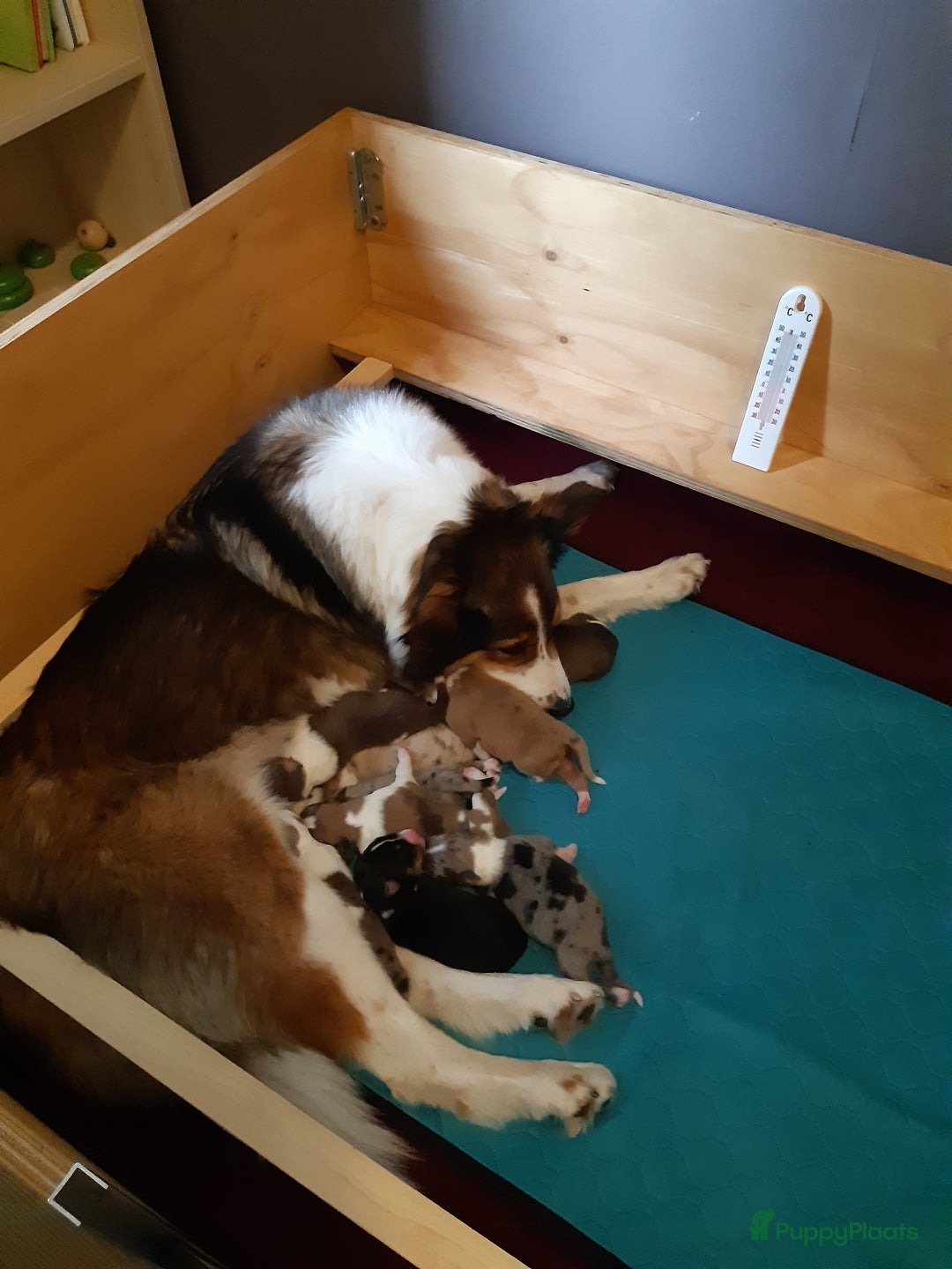 Australian Shepherd honden te koop: Australian Shepherd x Bordercollie pups in Linde - Afbeelding 4