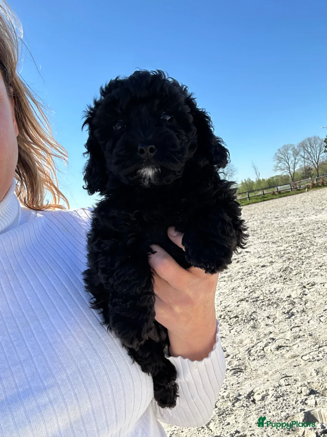 Poedel Toy honden te koop: Toy poedel teefje - zwart - Advertentie 2