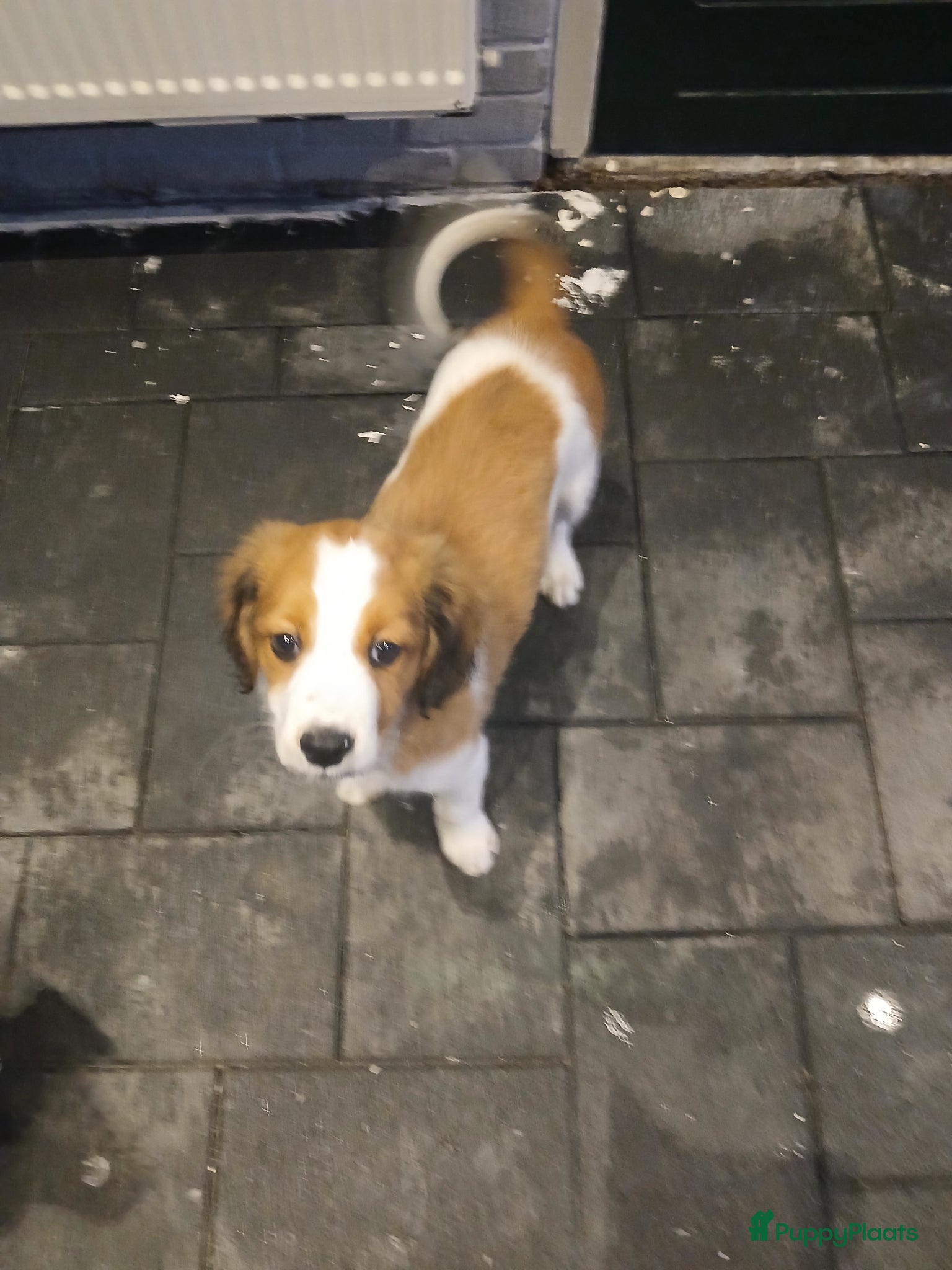 Kooikerhondje honden Wij hebben nog 1 ras zuivere kooiker reutje  - Advertentie 2