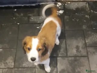Kooikerhondje honden Wij hebben nog 1 ras zuivere kooiker reutje - Advertentie 2