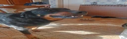Beauceron honden te koop: Gezinshond Beauceron  in Strijbeek - Advertentie 13