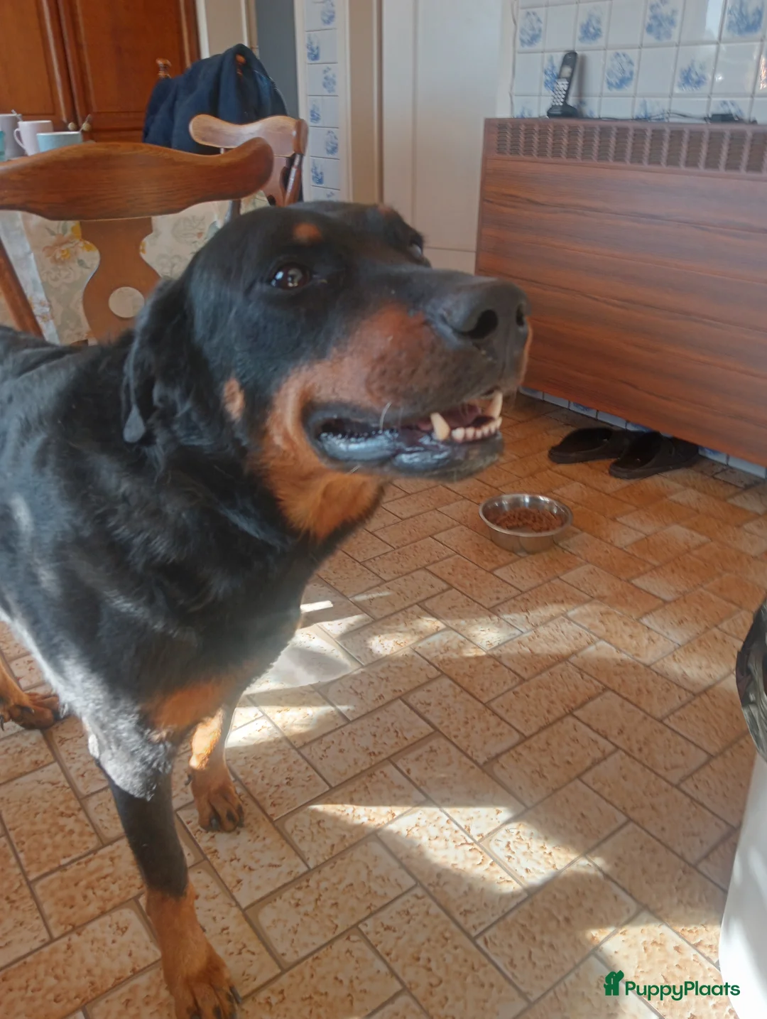 Beauceron honden te koop: Gezinshond Beauceron  in Strijbeek - Advertentie 13