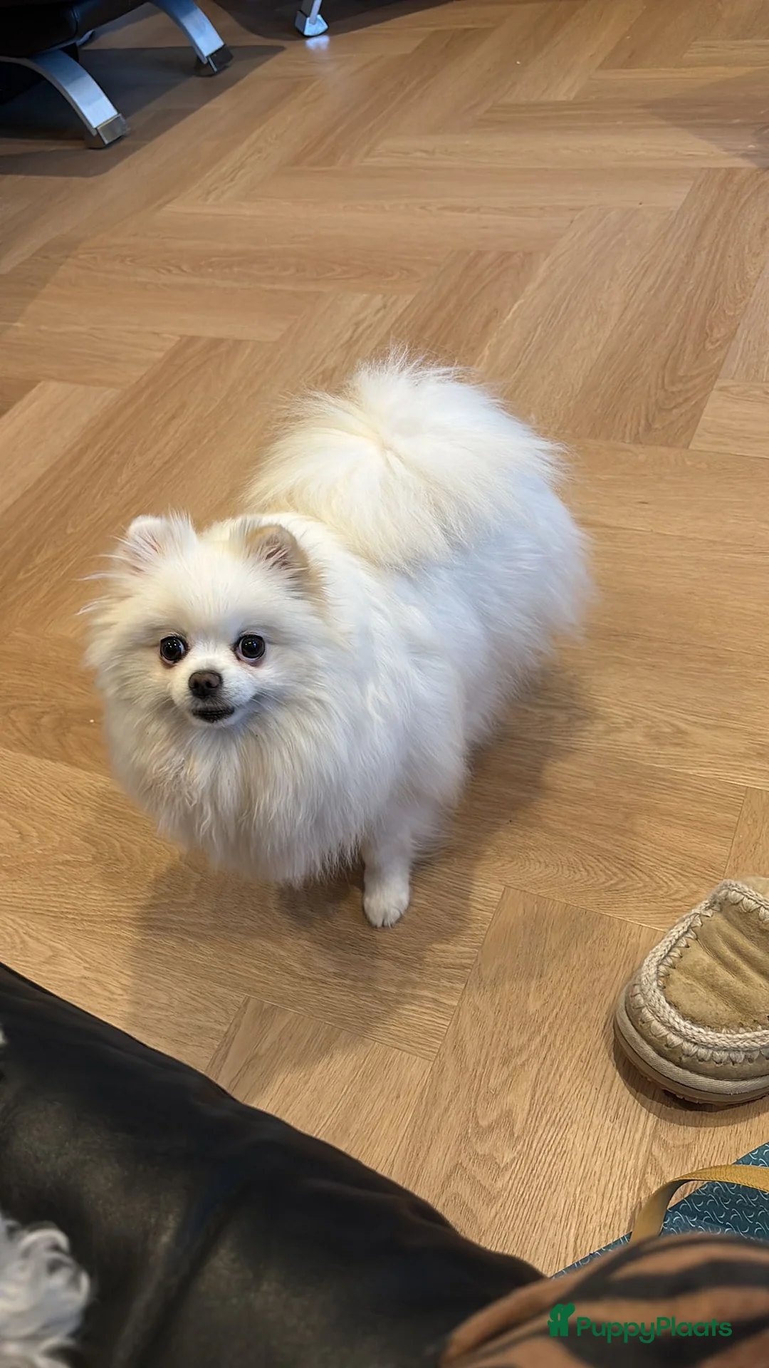 Pomeriaan honden te koop: 3 prachtige pups mogen het nest verlaten - Advertentie 1