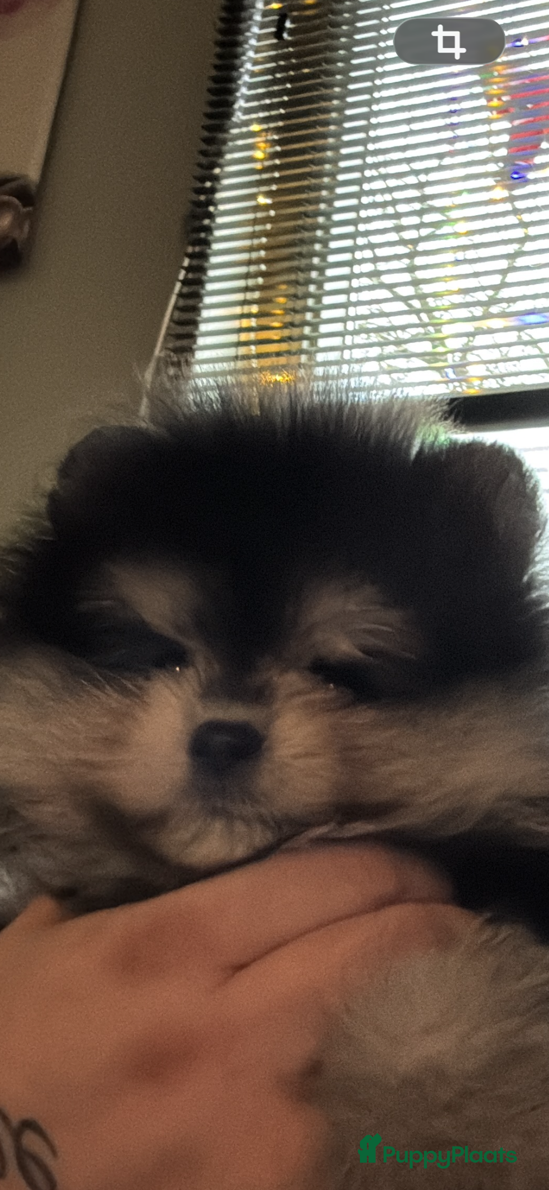 Pomeriaan honden te koop: Bearface mini Pompriaan teefje - Advertentie 1