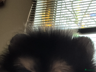 Pomeriaan honden Bearface mini Pompriaan teefje - Advertentie 2