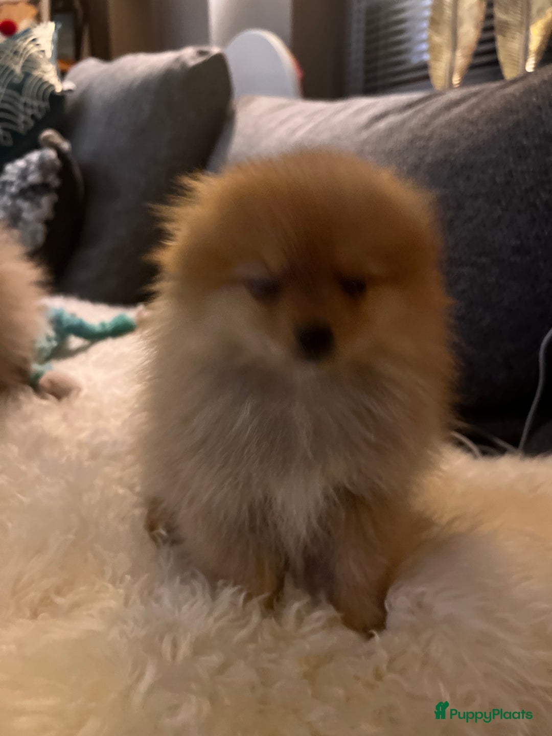 Pomeriaan honden te koop: Beautiful Healthy Bearface  Pomeranian Puppy - Advertentie 2