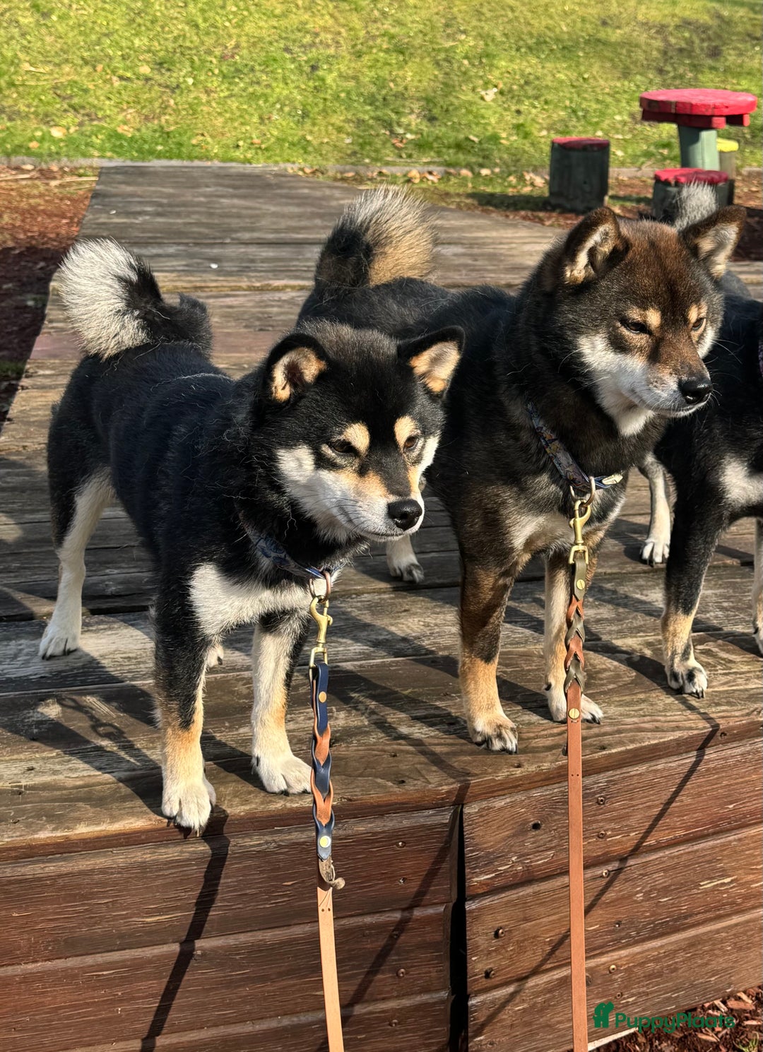 Shiba honden te koop: Shiba Inu pups met FCI stamboom - Afbeelding 11