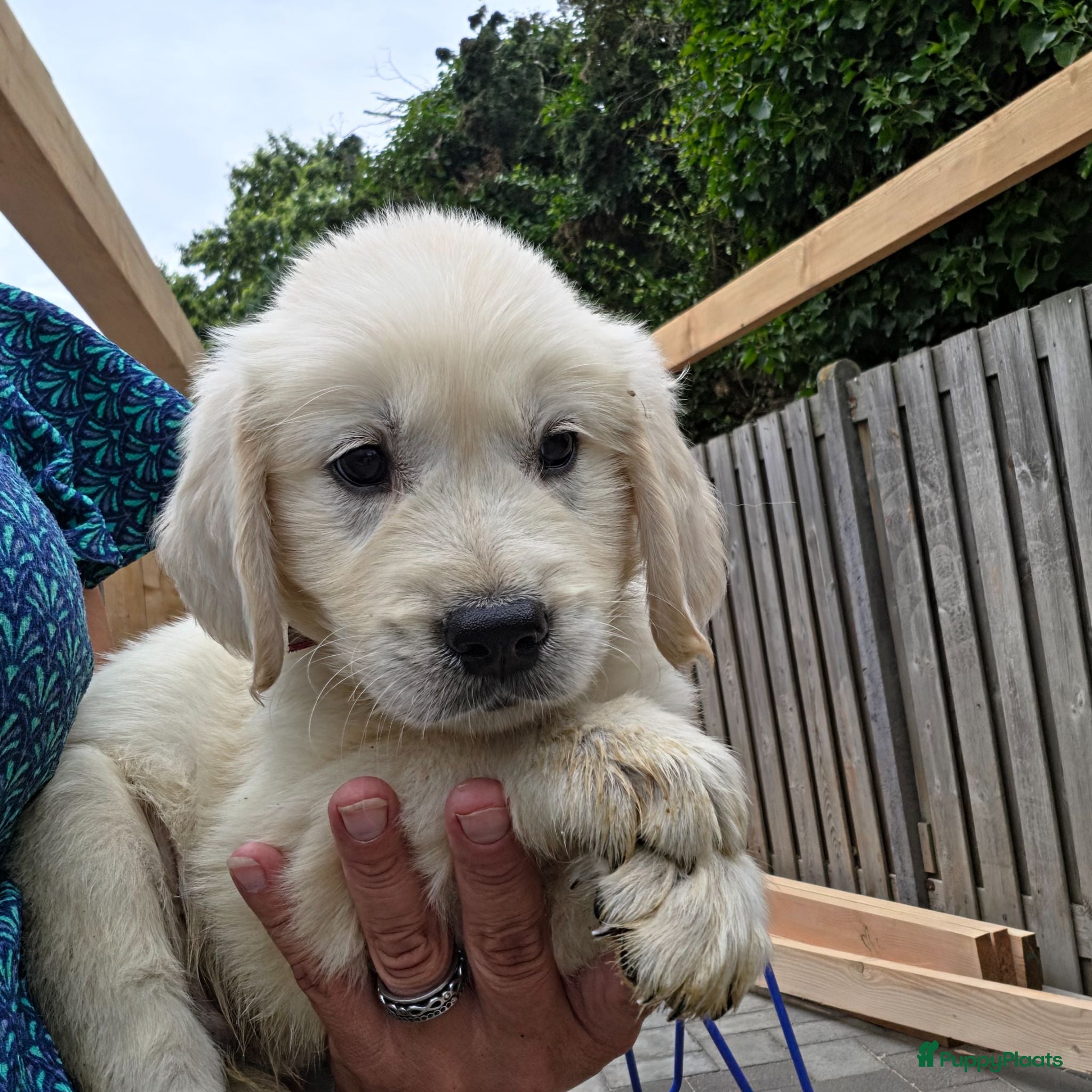 Golden Retriever honden Prachtige golden retriever pups - Advertentie 2