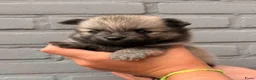 Pomchi honden te koop: Pomchi puppy’s chihuahua x pomeriaan  - Advertentie 3