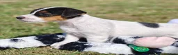 Jack Russel Terriër honden te koop: Lieve Jack Russell pups - Advertentie 1