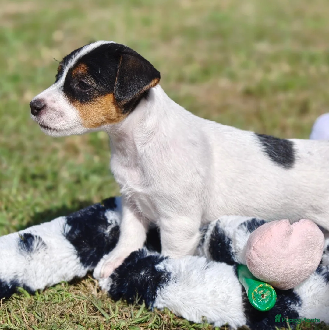 Jack Russel Terriër honden te koop: Lieve Jack Russell pups - Advertentie 1