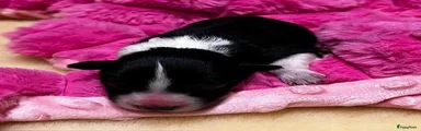 Border Collie 9