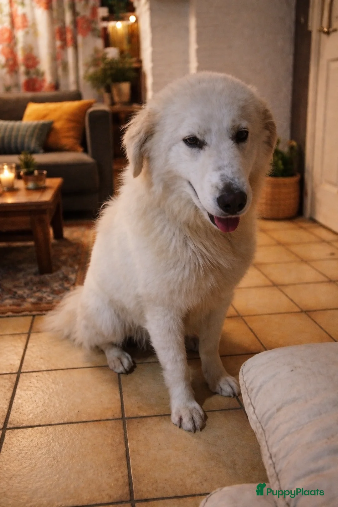 Berghond van de Maremmen en Abruzzen honden te koop: Dante italiaanse lieverd zoekt baasje - Advertentie 1