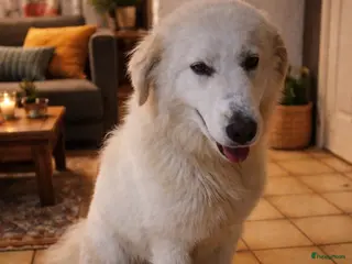 Berghond van de Maremmen en Abruzzen honden Dante italiaanse lieverd zoekt baasje - Advertentie 1