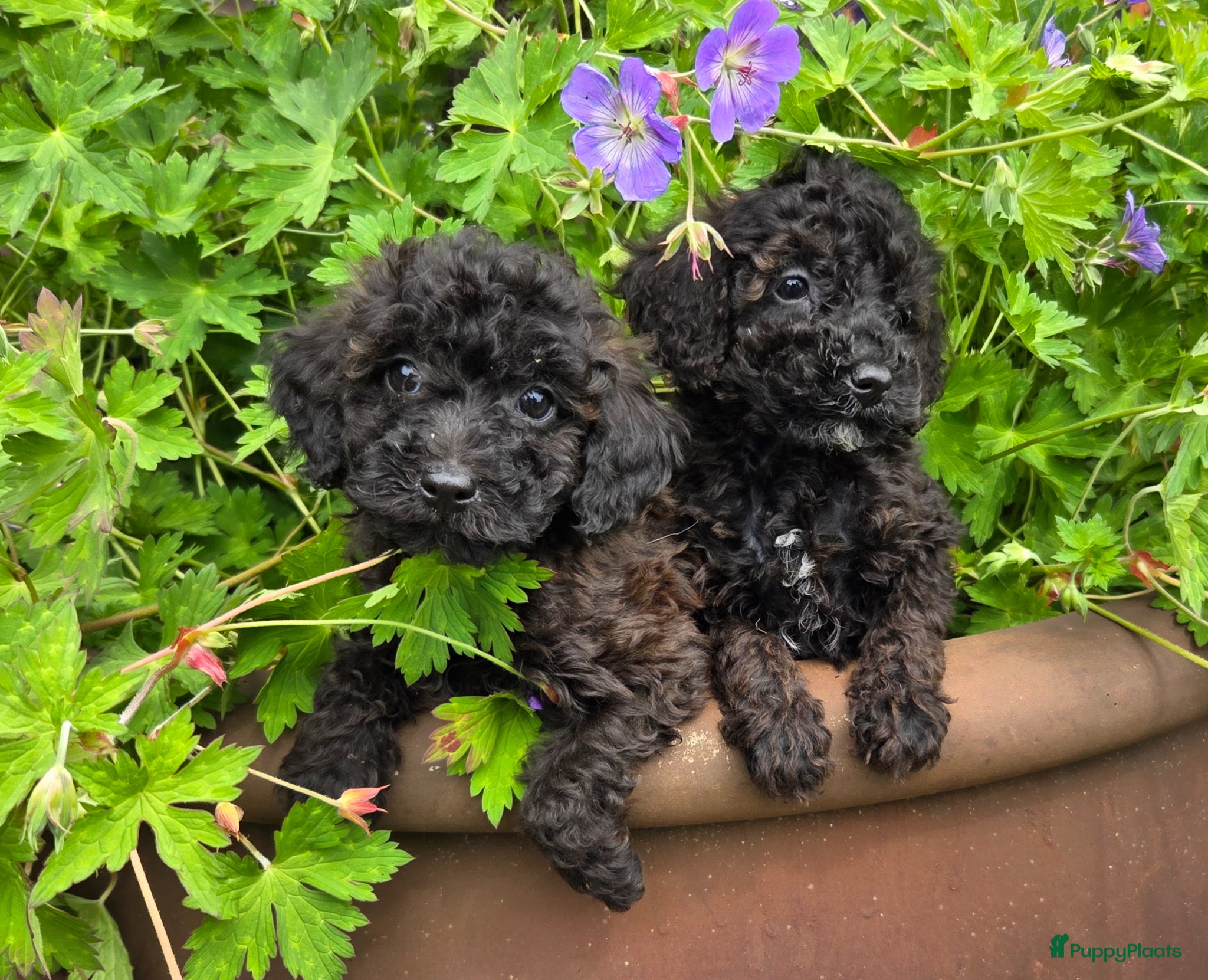 Labradoodle honden Mini labradoodle pups br/zw gemêleerd  - Advertentie 5