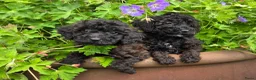 Labradoodle honden te koop: Mini labradoodle pups br/zw gemêleerd  - Advertentie 1