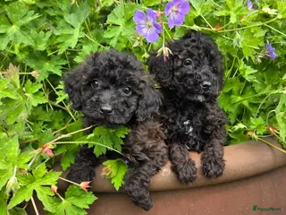 Labradoodle honden Mini labradoodle pups br/zw gemêleerd - Advertentie 5