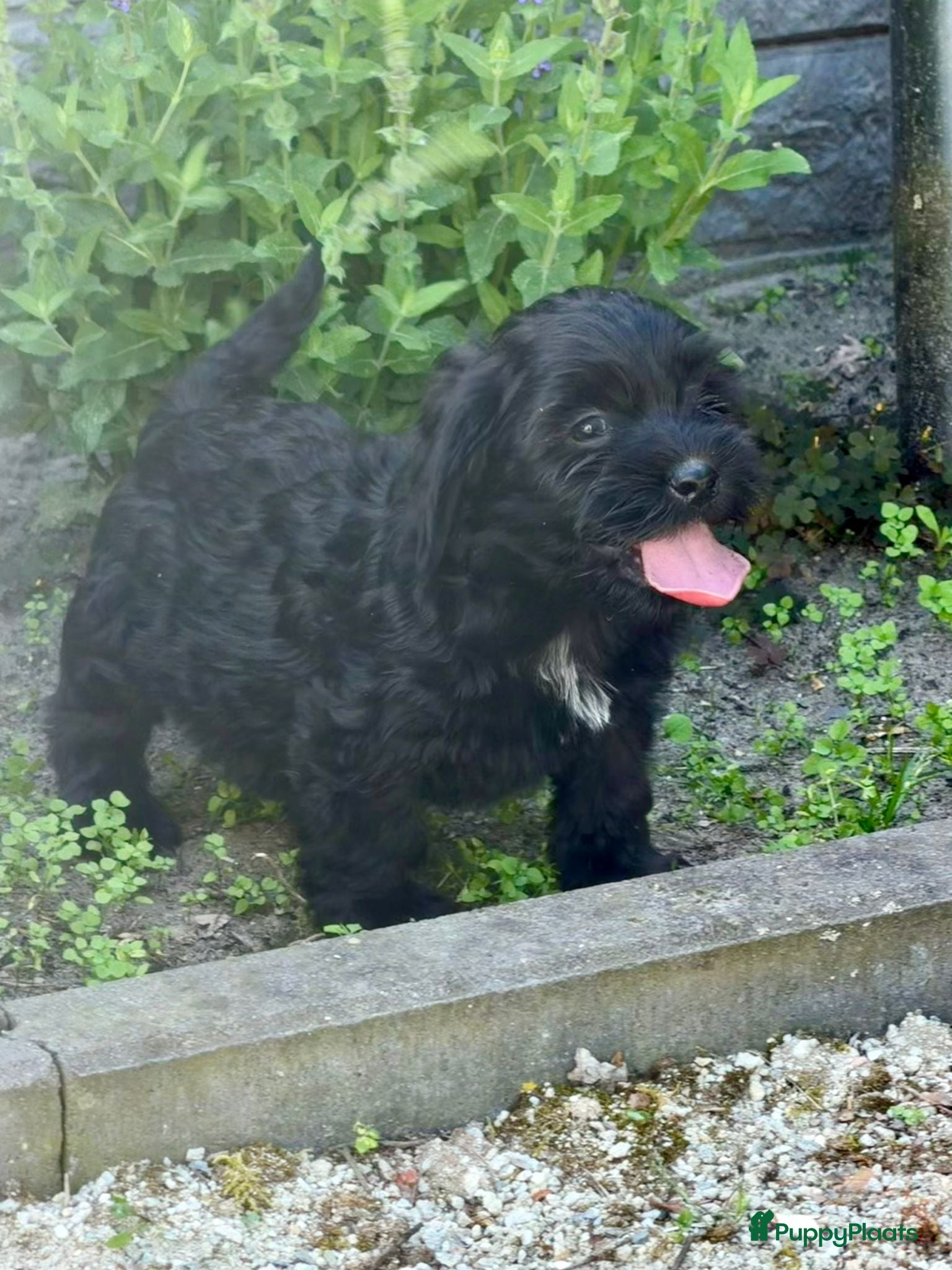 Cockapoo honden te koop: Cockapoo x boomer pups  - Advertentie 15