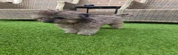 Poedel Toy honden te koop: kleine toypoedel (6mnd) - Advertentie 3