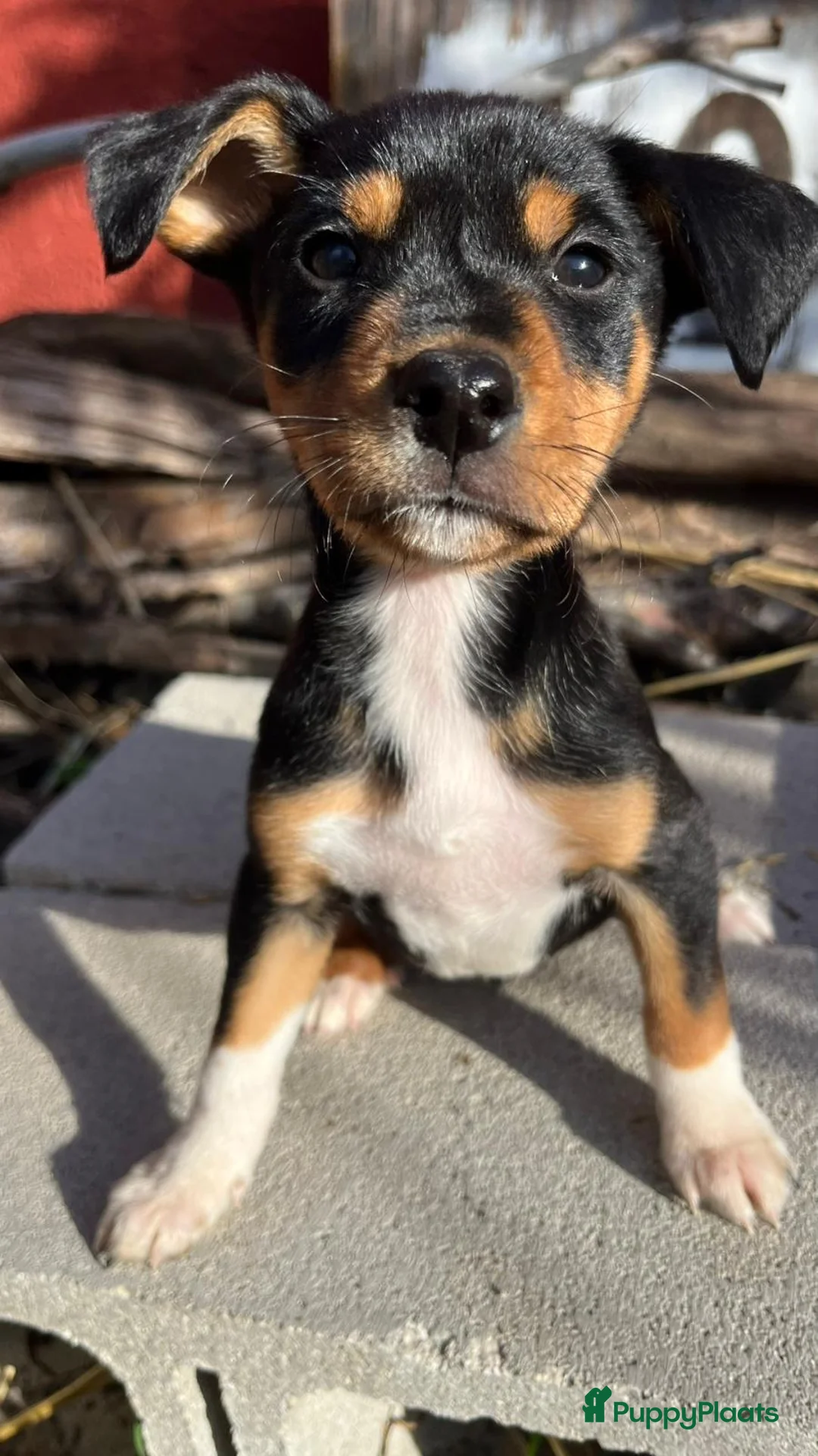 Kruising honden ter adoptie: zoro middelmaatje jongen zoekt een baasje   - Advertentie 1