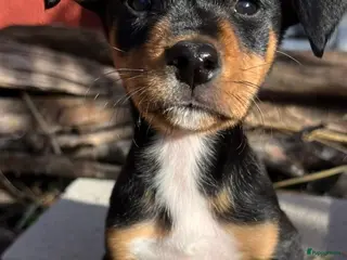 Kruising honden zoro middelmaatje jongen zoekt een baasje - Advertentie 8