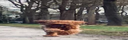 Labradoodle honden ter dekking: KNAPPE AUSTRALIAN LABRADOODLE DEKREU - Advertentie 7