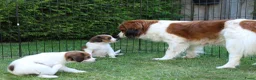 Kooikerhondje honden te koop: Raszuivere Kooikerpup reu. - Advertentie 4