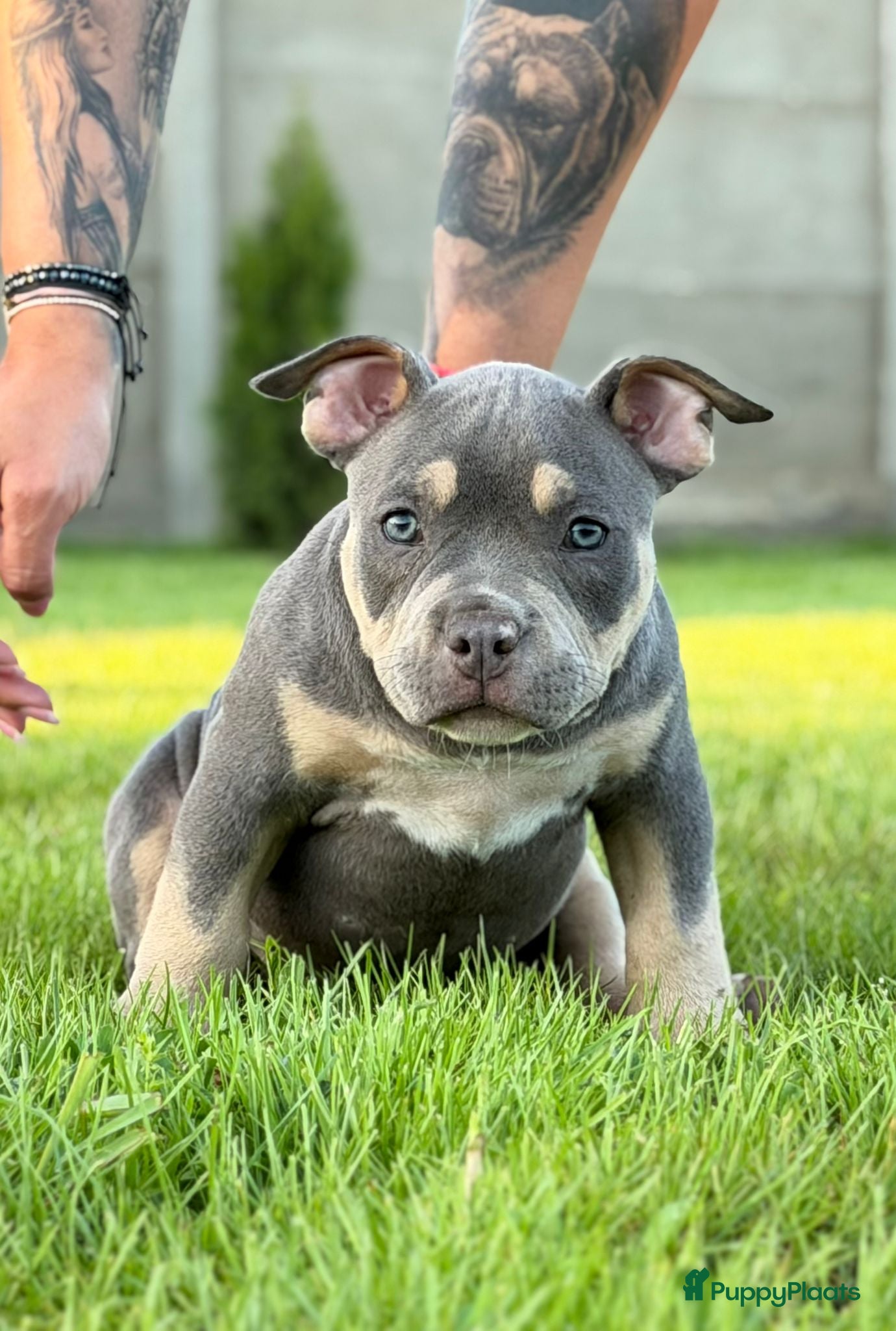 Amerikaanse Bully honden te koop: American bully pocket pups - Advertentie 7