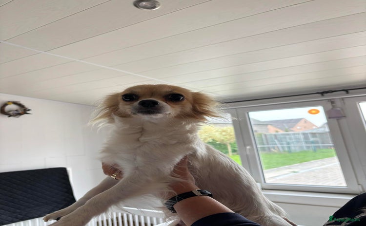 Chihuahua honden - Advertentie 2