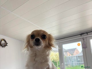 Chihuahua honden chihuahua pups - Advertentie 2