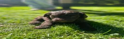 Australian Labradoodle honden te koop: Labradoodle pups - Advertentie 23