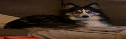 Pomsky honden te koop: 6 pomskys in Langeweg - Advertentie 4