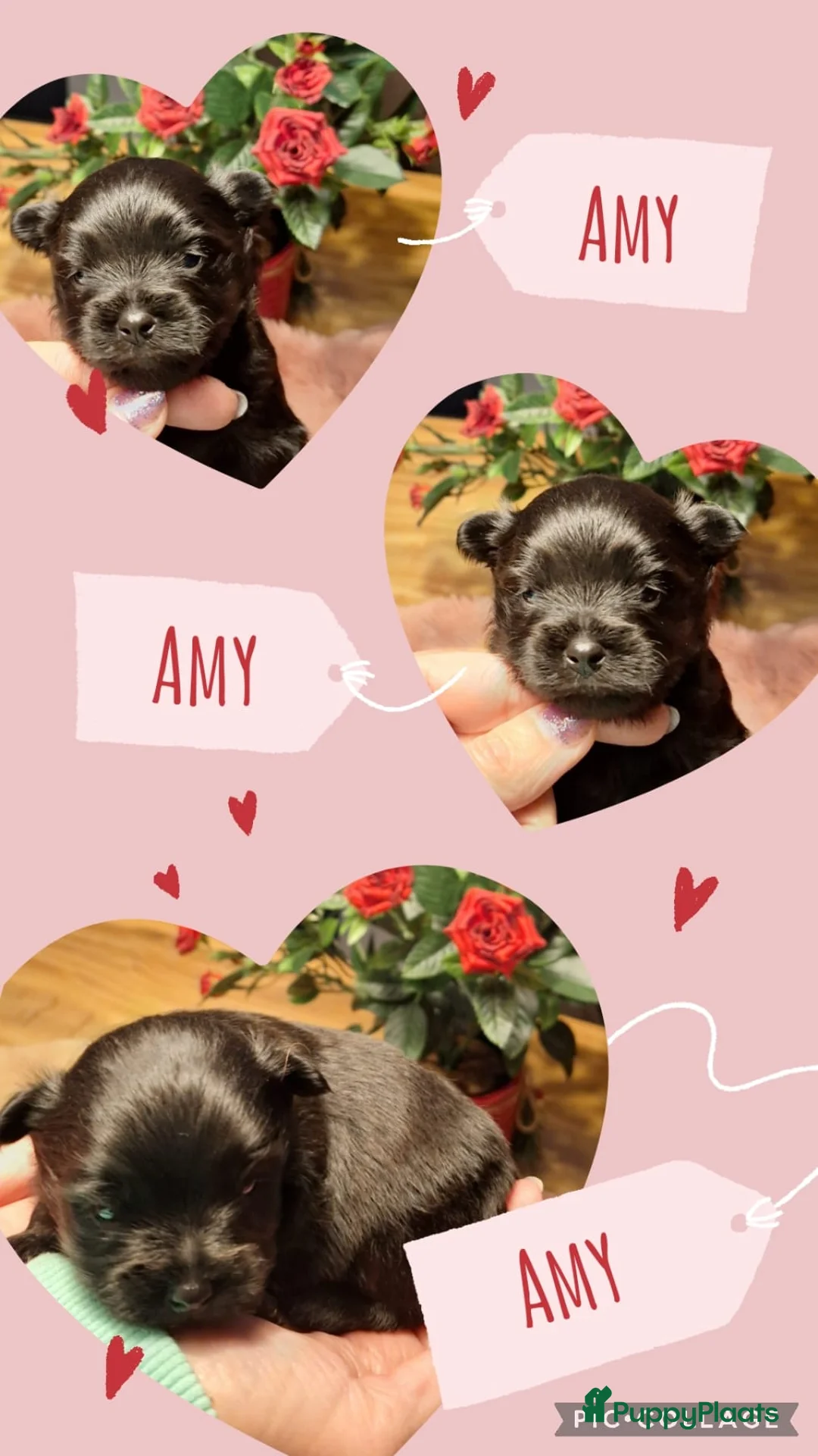 Kruising honden te koop: Mooie havapom (havanezer/pomeriaan) pups - Advertentie 2