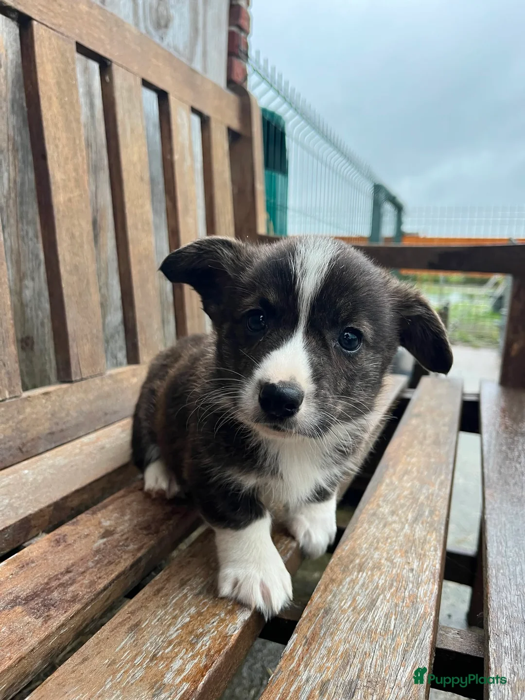 Welsh Corgi Cardigan honden te koop: Prachtige Welsh Corgi pups zoeken een warme thuis - Advertentie 7