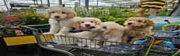 Kruising honden te koop: Wit medium doodle teefje!! - Advertentie 5
