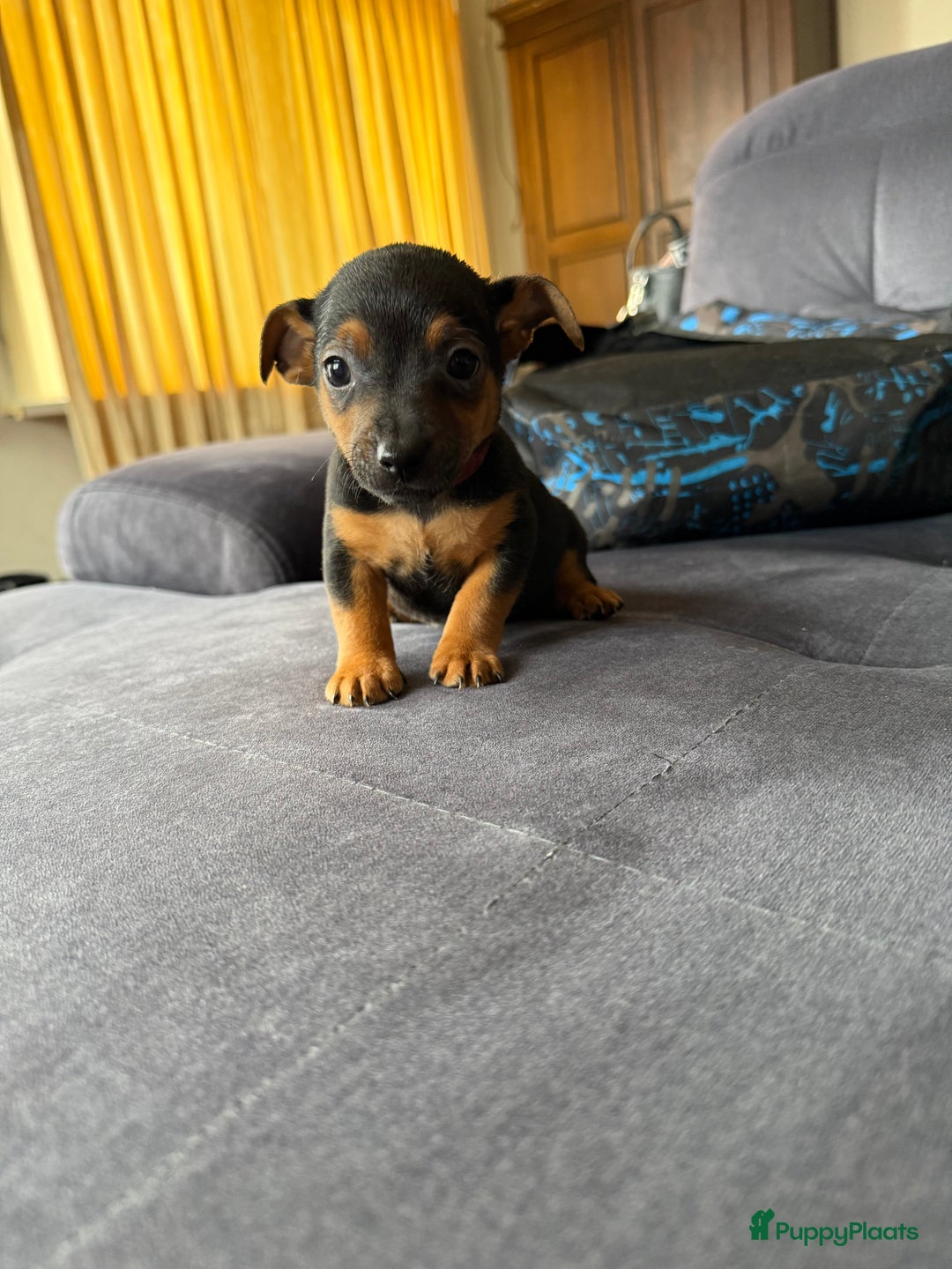 Jack Russel Terriër honden te koop: Jack russel pups - Advertentie 32