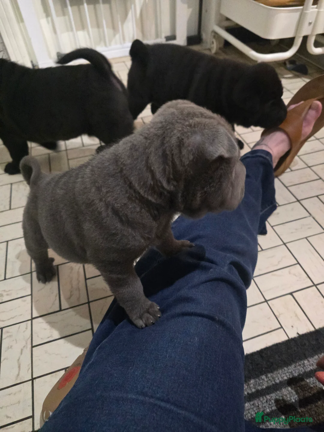 Shar Pei honden te koop: Sharpei - Advertentie 4