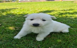 Zwitserse Witte Herdershond honden te koop: super mooie goed gesocialiseerd witte herder pups  - Afbeelding 3