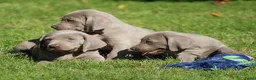 Weimarse Staande Hond korthaar honden te koop: Weimaraner pups - Advertentie 13