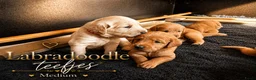 Labradoodle honden te koop: Laatste teefje Medium Labradoodle🐾 - Advertentie 12